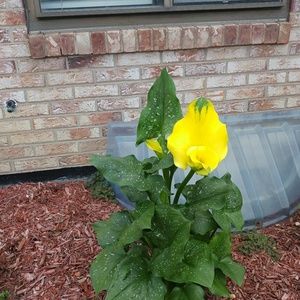 Meet your Posher, Renee